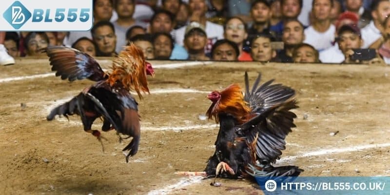 Giới thiệu tổng quan về đá gà BL555